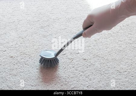 Hand in white rubber glove hold gray brush for cleaning with foam white carpet on the floor. Stock Photo