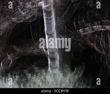 Silver Birch ICM Stock Photo