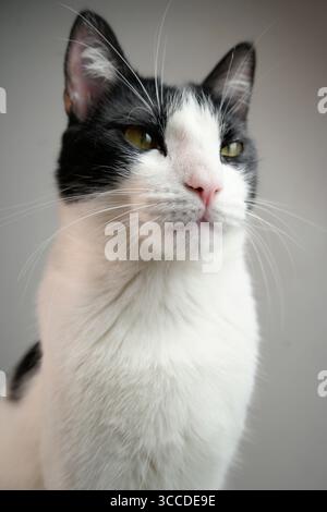 Bicolor tuxedo cat looking away from camera with gray background Stock Photo
