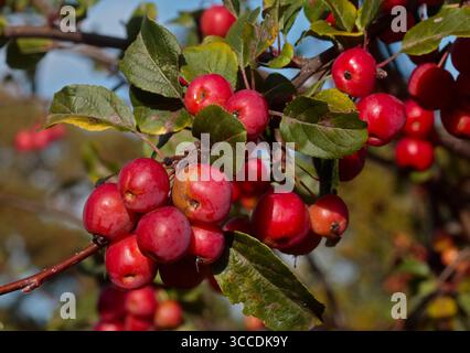 Malus Berries (Hawthorne) Stock Photo