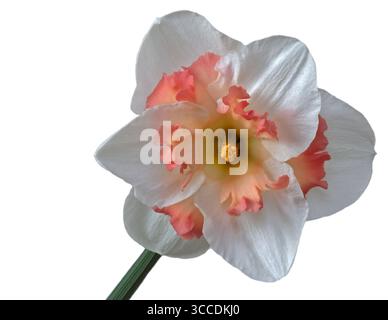 Daffodil Passionale Stock Photo