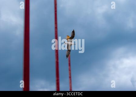 Seagull flying over Piazza San Marco, captured in flight in front of poles Stock Photo
