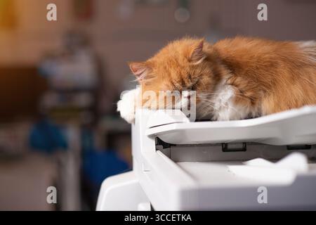 The Persian cat has soft and cute orange fur and is currently sleeping. Stock Photo