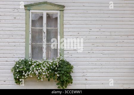 Charming vintage wooden window with green trim and blooming flower box on white weathered house wall. Classic cottage exterior with copy space perfect Stock Photo