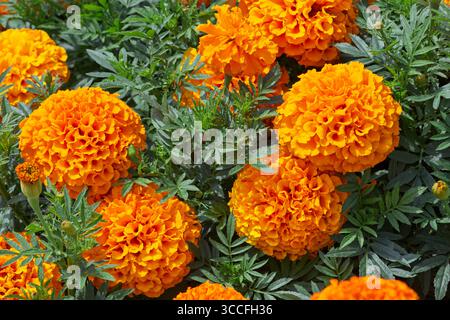 Orange Marigold macro close-up and in vibrant color. Stock Photo