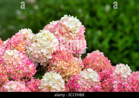 Close-up grouping of vibrant pink Hydrangea. Stock Photo