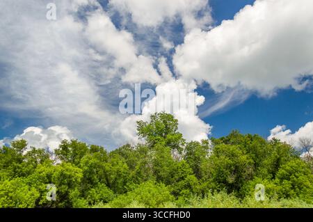 Mix of cumulus and cirrus clouds with tree covered horizon foreground. Stock Photo