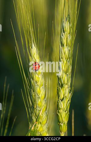Vibrant spotted ladybug rests on serrated green leaves of garden Prunus ...