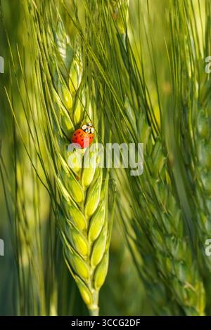 Vibrant spotted ladybug rests on serrated green leaves of garden Prunus ...