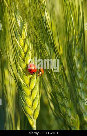 Two ladybugs (Coccinellidae) rest on a green wheat plant (Triticum aestivum), surrounded by vibrant stalks in a lush, natural agricultural setting Stock Photo