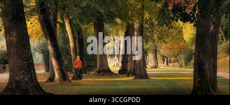 Young man leaning against an old tree and enjoying the beauty of nature on a sunny autumn day in a scenic European park with warm fall colors Stock Photo