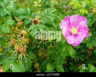 Flower of the Rosa canina, dog rose, with ripening hips in Northumberland, UK Stock Photo