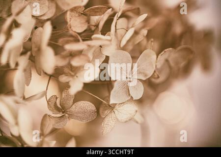 delicate hydrangea flowers, close-up, macro, freelensing Stock Photo