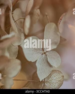 delicate hydrangea flowers, close-up, macro, freelensing Stock Photo