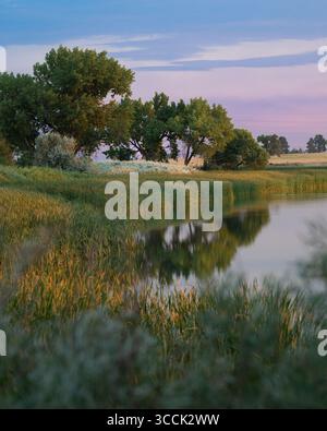 Sunrise colors reflected in pond water with reeds and grasses at Rocky Mountain Arsenal wildlife refuge Stock Photo