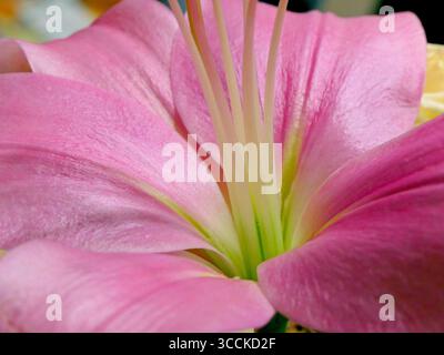 Macro shot of the funnel-shaped center of a beautiful bright pink garden lily with greenish stamen and pistil stems. Close-up Stock Photo