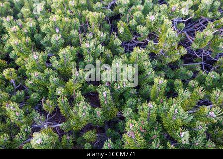 Solid growth of young mountain pine on the mountain slope. Evergreen carpet of pine. Wallpaper on the theme of plants. High quality photo Stock Photo