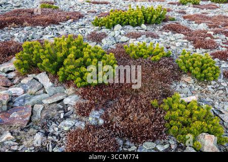 Bright yellow-green bushes of young mountain pine on the rocky mountain. Plant life on rocks. Wallpaper on the theme of plants. High quality photo Stock Photo