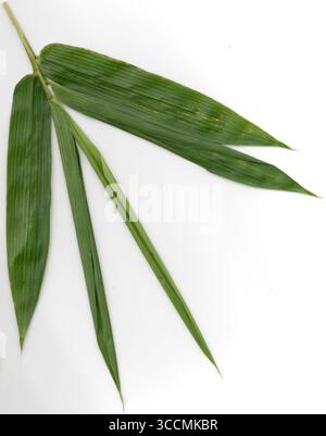 A clean and minimalist studio shot of four vibrant green bamboo leaves arranged side-by-side on a white background, highlighting their intricate paral Stock Photo