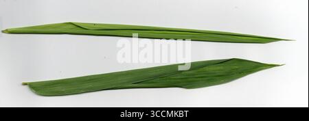 A clean and minimalist studio shot of four vibrant green bamboo leaves arranged side-by-side on a white background, highlighting their intricate paral Stock Photo