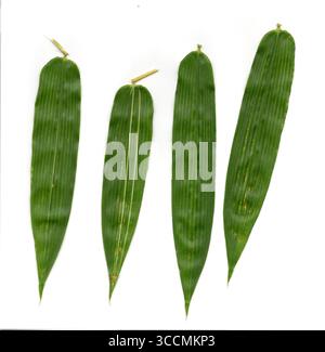 A clean and minimalist studio shot of four vibrant green bamboo leaves arranged side-by-side on a white background, highlighting their intricate paral Stock Photo
