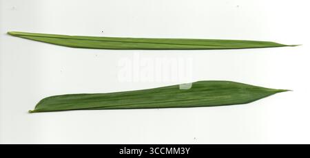 A clean and minimalist studio shot of four vibrant green bamboo leaves arranged side-by-side on a white background, highlighting their intricate paral Stock Photo