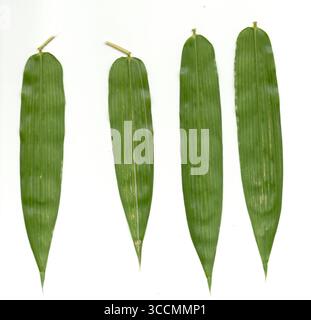 A clean and minimalist studio shot of four vibrant green bamboo leaves arranged side-by-side on a white background, highlighting their intricate paral Stock Photo