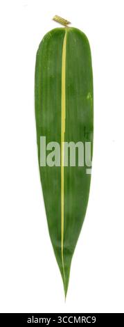 A clean and minimalist studio shot of four vibrant green bamboo leaves arranged side-by-side on a white background, highlighting their intricate paral Stock Photo