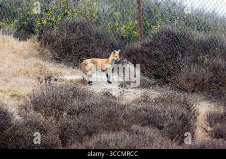 Red Fox Stock Photo