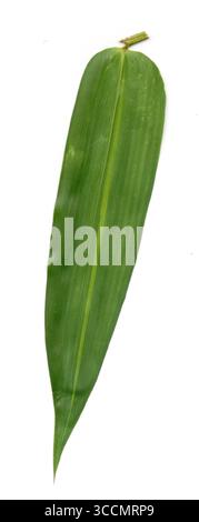 A clean and minimalist studio shot of four vibrant green bamboo leaves arranged side-by-side on a white background, highlighting their intricate paral Stock Photo