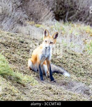 Red fox (Vulpes vulpes) portrait closeup in Algonquin Park, Canada ...