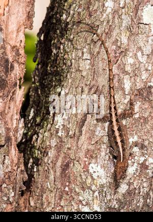 Brown Anole also called "Cuban" Anole, Bahama Anole, or La Sagra's Anole is an evasive species found in all urban Florida settings. Sometimes referred Stock Photo
