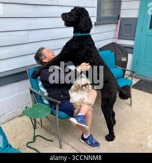 A Bernedoodle shows its affection. Stock Photo