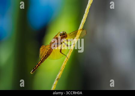 A close-up macro photograph of a golden dragonfly perched on a yellow rope with a colorful blurred background of green, blue, and gray tones. Stock Photo