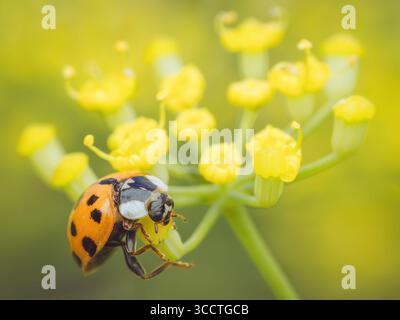 An invasive Harlequin ladybird on Fennel flowers (Harmonia axyridis) Stock Photo