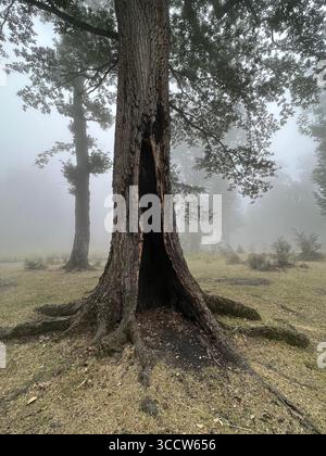 A hollow tree standing in the misty forests of Mazandaran, Iran, creating a dramatic and mysterious scene. Stock Photo