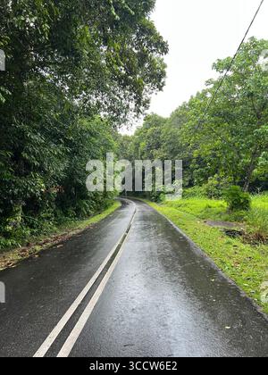 A wet winding road through the lush tropical rainforest of Langkawi, Malaysia, surrounded by vibrant greenery. Stock Photo