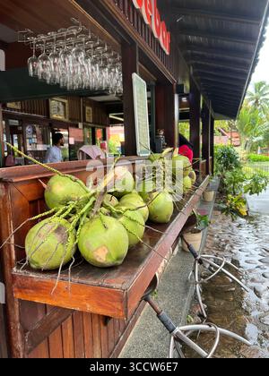 Fresh green coconuts on display at a local bar in Langkawi, Malaysia, symbolizing tropical refreshment and island culture. Stock Photo