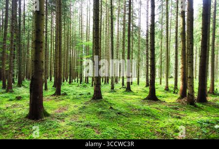 Extra wide panorama of an amazing scenic forest with fresh green trees and the foliage Stock Photo