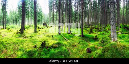 Beautiful evergreen forest with pine trees and trail. Nature background, landscape photography Stock Photo