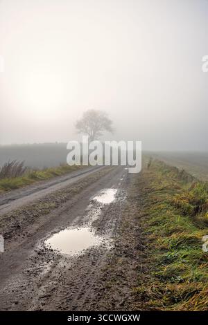 Dirt road with water puddles in a misty landscape with a solitary tree Stock Photo