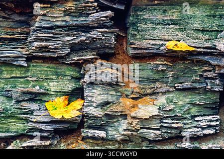 Natural pattern on a rock face with cracks and yellow maple leaves Stock Photo