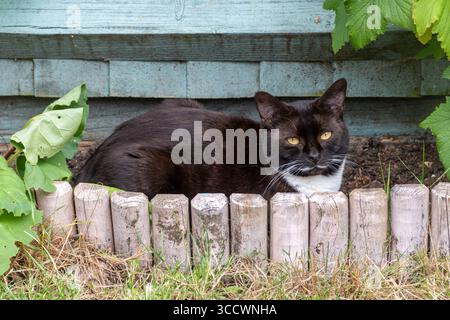 Black and white cat lying on cool soil in the shade of a garden fence in a back garden Stock Photo