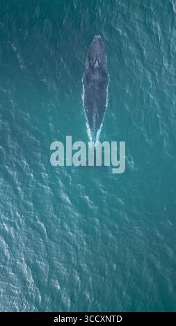 Aerial view of a majestic whale gliding through the teal ocean, its immense form creating ripples in the water, Cape Town, Western Cape, South Africa. Stock Photo