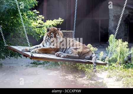 Bengal tiger comfortably lounging on a hammock under shade in zoo enclosure Stock Photo