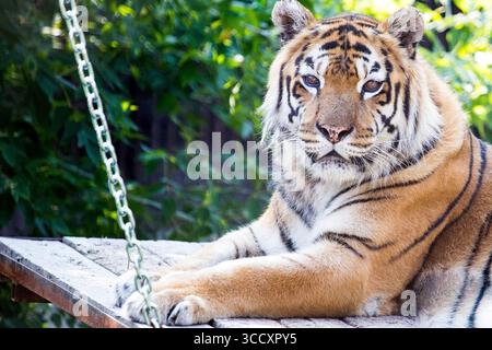 Bengal tiger comfortably lounging on a hammock under shade in zoo enclosure Stock Photo