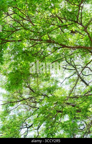 Fresh lush green tree canopy with sunlight filtering through leaves branches in summer Stock Photo