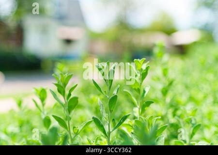 Closeup young fesh green leafy shoots growing in ornamental garden on backyard Stock Photo