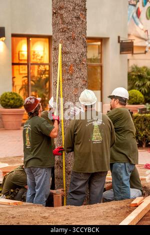 November 1, 2017, Newport Beach, California: A Christmas tree work crew measures the stump of a Christmas tree held by a crane as it is installed in a Newport Beach, CA, luxury shopping mall. (Credit Image: © Spencer Grant/ZUMA Press Wire) Stock Photo
