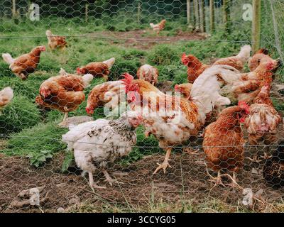 Free Range Hens / chickens in their wired coop enclosure with a cockerel Stock Photo